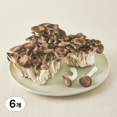 친환경 고기느타리버섯, 500g, 6개