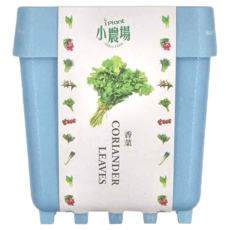 台灣 iPlant 積木農場盆栽, 香菜, 12 x 12 x 13.5cm