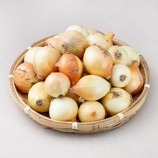 국내산 양파(장아찌용)