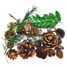 A ONE 乾燥花 B12 2盒,綜合乾果盒G