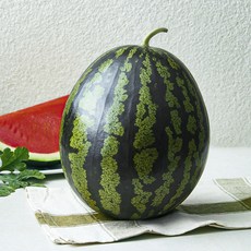 햇사레 다올찬 꿀수박, 5kg 이상, 1개