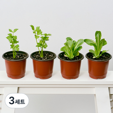 코코도르팜 채소 포트 소형 2종 샐러리 2p + 로메인상추 2p, 랜덤발송(화분포트), 3세트