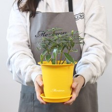 MORIANN 陶土色塑膠花盆12個+花盆底盤12個, 黃色