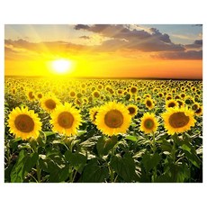 KMELLIE 3D 田野向日葵圓形鑽石畫 DIY 套組 40 x 30 cm, 混合色, 1套