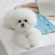 마이또 반려동물 러브 시리즈 쿨매트, 블루, 1개