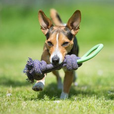 Beco Pets Odd Pet Biko 環形玩具 S, 綠色, 1個