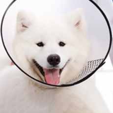 DM I Love Pet 防抓傷透明黑邊保護套 2+號, 1個, 150克