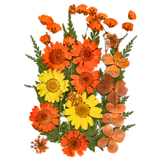 A-ONE 匯旺 真花壓花, 中花包-橙黃橘綠 BB07, 3入, 1個, 天然植物壓花, 尺寸14.5 x 10.5 CM