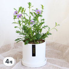 블뤼엔 관엽식물 사계국화 생화, 혼합색상, 4개