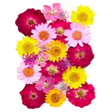 A-ONE 匯旺 天然植物壓花 中花包 Set 3個 尺寸 14.5 x 10.5 CM, 五顏六色