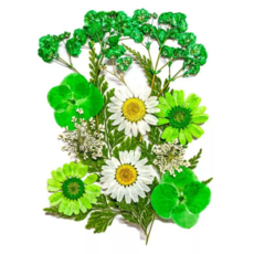 A-ONE 匯旺 真花壓花 Set 2, 天然植物壓花, 14.5 x 10.5 CM, 綠色情懷