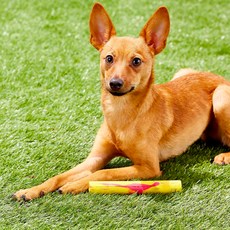 RuffDawg 寵物玩具 S, 隨機發貨, 1個