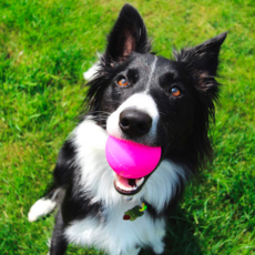 RuffDawg 玩具彈力球 XL, 隨機發貨