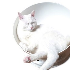 Healing Time 軌道滾動寵物床, 白色的