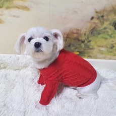 블랙스완 반려동물 스웨터, 레드, 1개