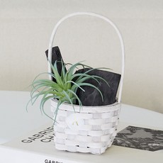 아스파시아 다육이 숯바구니 그린 이오난사, 1개