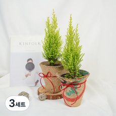 갑조네 율마 2입 + 소품 커버 2종 세트, 혼합색상, 3세트