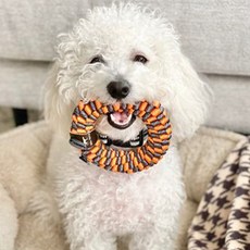 TallTails 狗用環狀潔牙玩具 15.24 cm, 橘子, 1個