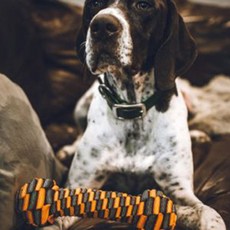 TallTails 狗用骨頭造型潔牙玩具 22.86cm, 橘子, 1個