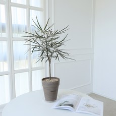 모리앤 독일 토분에 심은 아랄리아 대품, 혼합색상, 1개