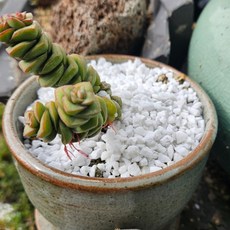 백색 마사토 자갈 대립 3L, 1개, 1.5kg