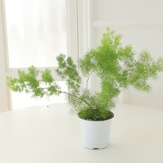 모리앤 아스파라거스 미디오클라두스 포트식물, 랜덤발송(화분 포트), 1개