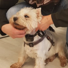 Dogtra 狗狗止吠器 YS200, 混色, 1個