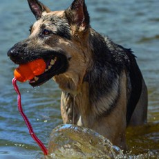 KONG Aqua漂浮玩具M, 橘子, 1個