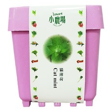 iPlant 積木農場 貓薄荷 DIY迷你盆栽 居家種植 親子園藝, 12.5 x 12.5 x 14cm