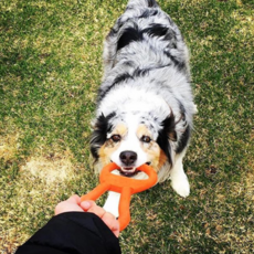 sodapub 拔河玩具 拔河玩具 LARGE, 橘子, 1個