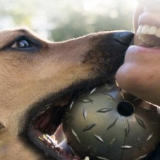 Planet Dog 鑽石飛盤球 狗玩具 M, 灰色, 1個