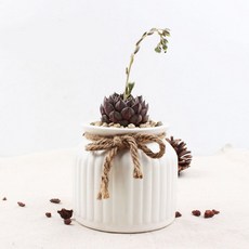 簡約光感歐風植物多肉仙人掌迷你盆栽, 白色, 1個