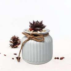 簡約歐式風格 植物 多肉 仙人掌 迷你花盆, 灰色, 1個