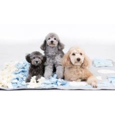 딩동펫 반려견 노즈워크 마약담요, 그레이, 1개