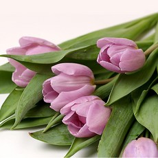 아임플라워 생화 라벤더색 튤립 캔디 프린스 센터피스 꽃다발, 라벤더, 1개