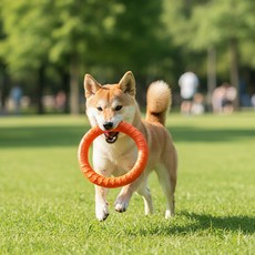 Petconomy 狗狗矽膠環玩具, 橘色, 1個