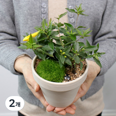 모리앤 독일토분에 심은 개나리 쟈스민, 옐로우, 2개