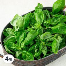 국내산 바질, 4개, 100g