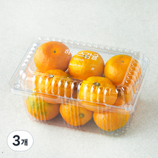 싱귤생귤 고당도 12brix 하우스 감귤 로열과, 3개, 800g