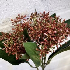 Flower Mart Skimia, 深紅