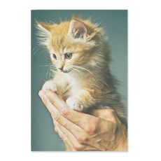 印花室內裝飾海報, 通用汽車 54312