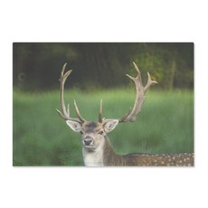 The Parsley室內裝飾照片海報, 通用汽車 54549