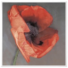 B.lot Erin Clark玫瑰花圖案附框掛畫, 白色相框