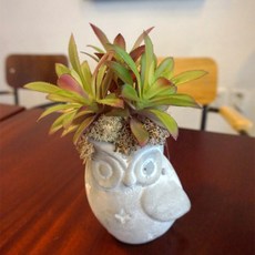 Flower Mart多肉裝飾貓頭鷹花盆-FM16SH003, 綠色