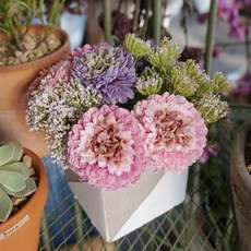 花卉超市 迷你胖胖中心擺飾 FM16KA004, 紫色+粉紅色, 1個