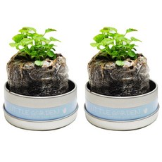 리틀가든 캔, 스위트바질, 2개