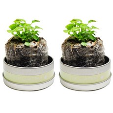 리틀가든 캔, 레몬밤, 2개