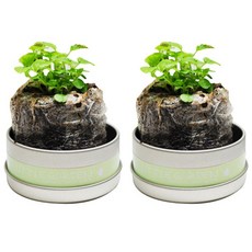 리틀가든 캔, 미모사, 2개