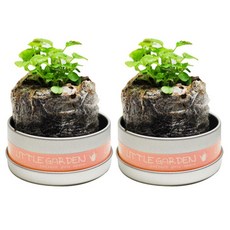 리틀가든 캔, 레몬바질, 2개