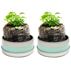 리틀가든 캔, 루꼴라, 2개